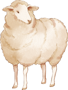 Sheep Watercolor Illustration